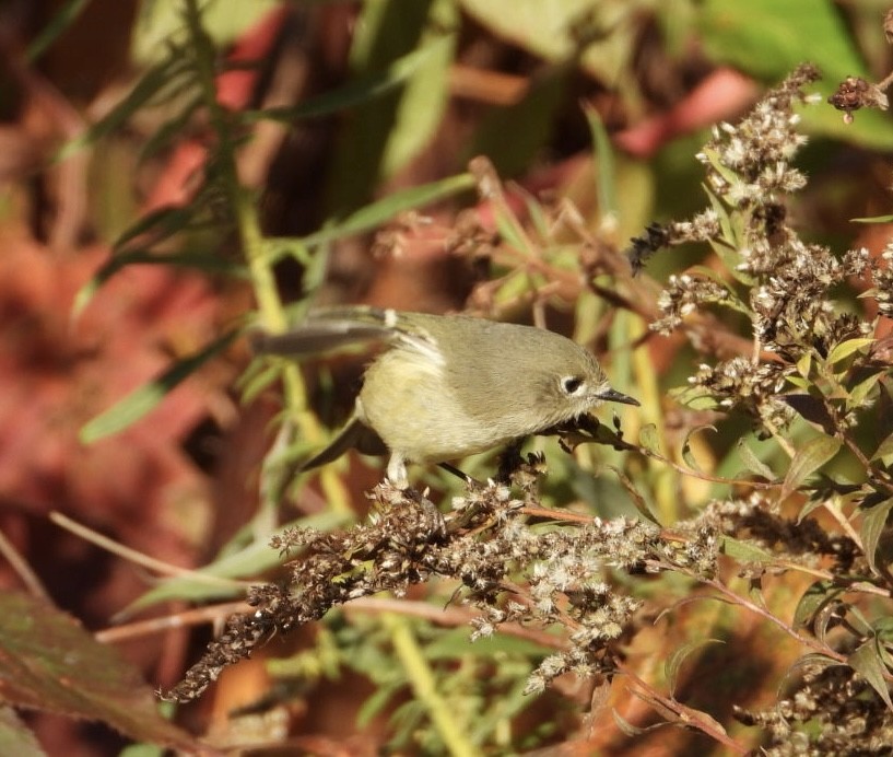 Ruby-crowned Kinglet - ML610248574