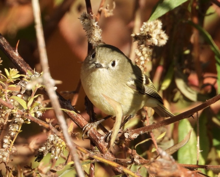 Ruby-crowned Kinglet - ML610248575