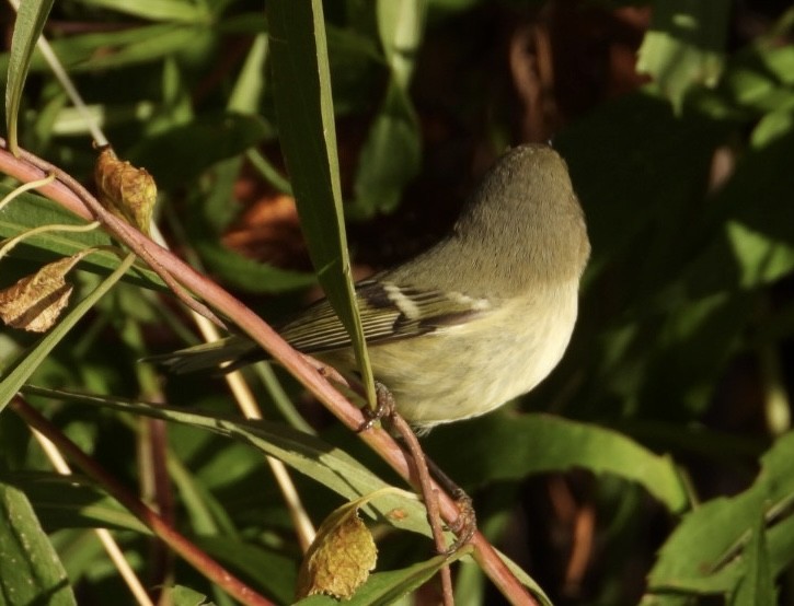 Ruby-crowned Kinglet - ML610248576