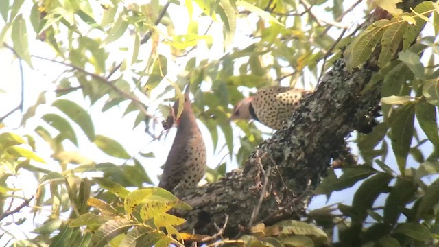 Northern Flicker (Yellow-shafted) - ML610248594