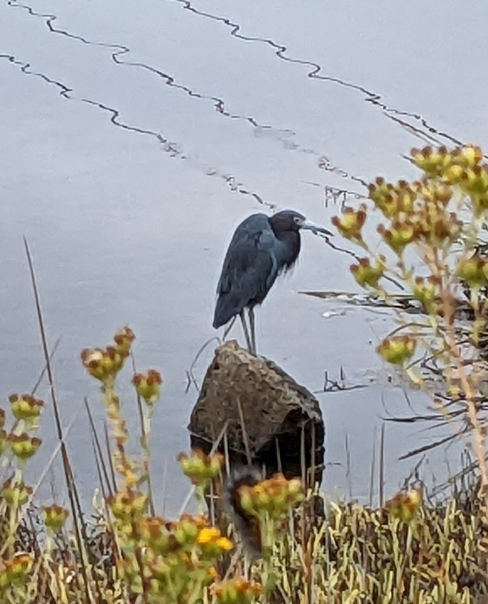 Little Blue Heron - ML610248609