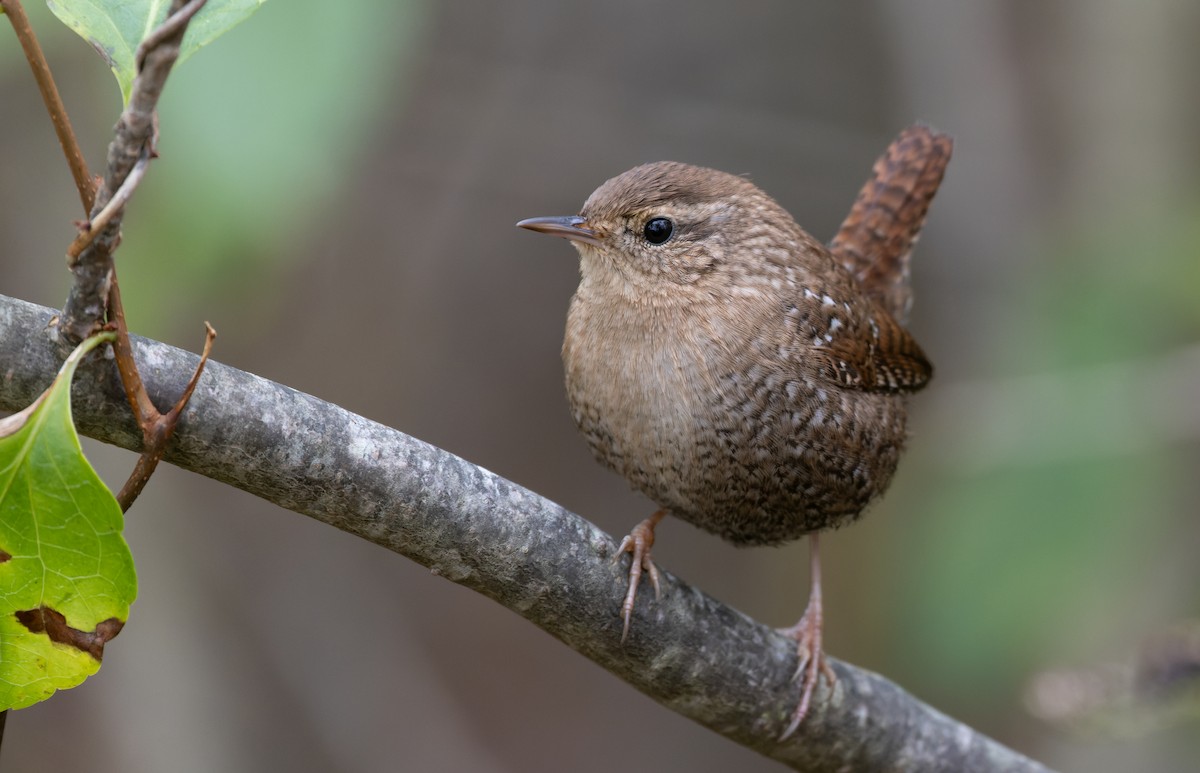 Winter Wren - ML610248643