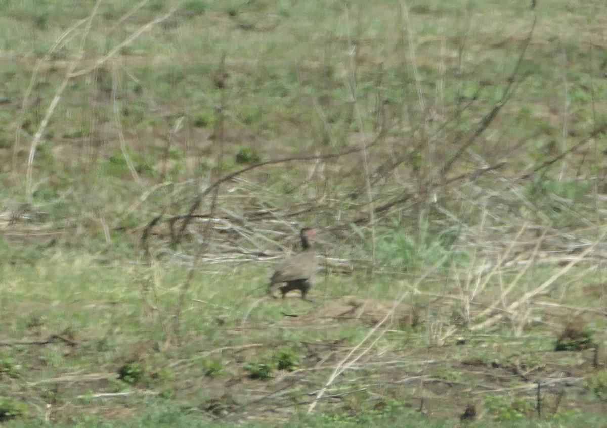 Swainson's Spurfowl - ML610248685