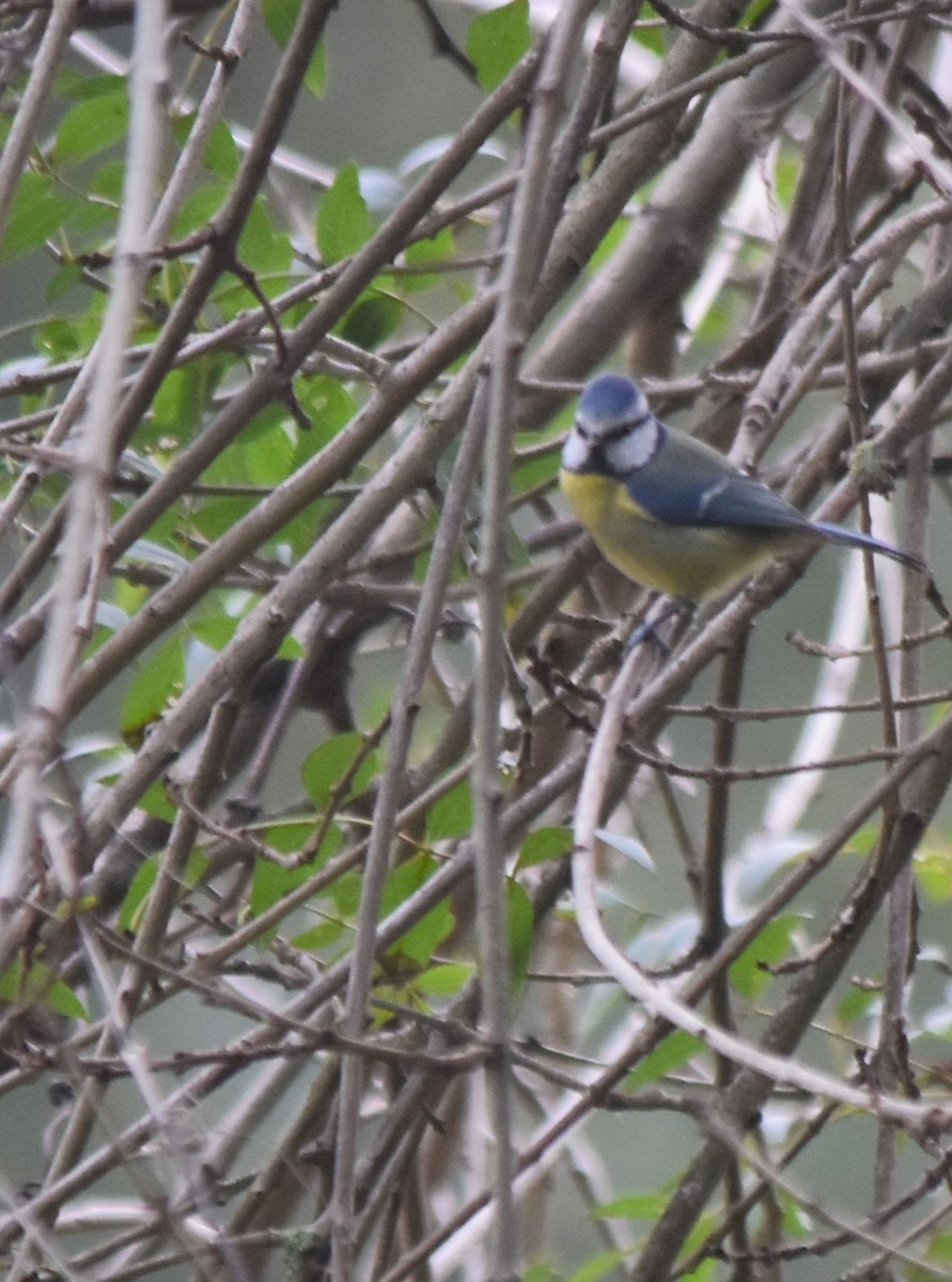 Eurasian Blue Tit - ML610248693