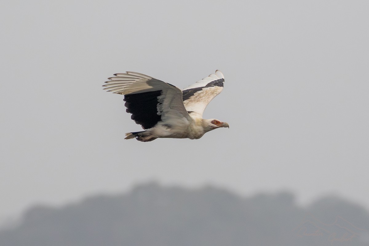 Palm-nut Vulture - Quentin Guibert