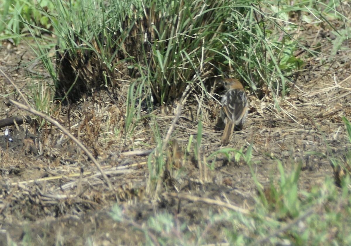 Levaillant's Cisticola - ML610248721