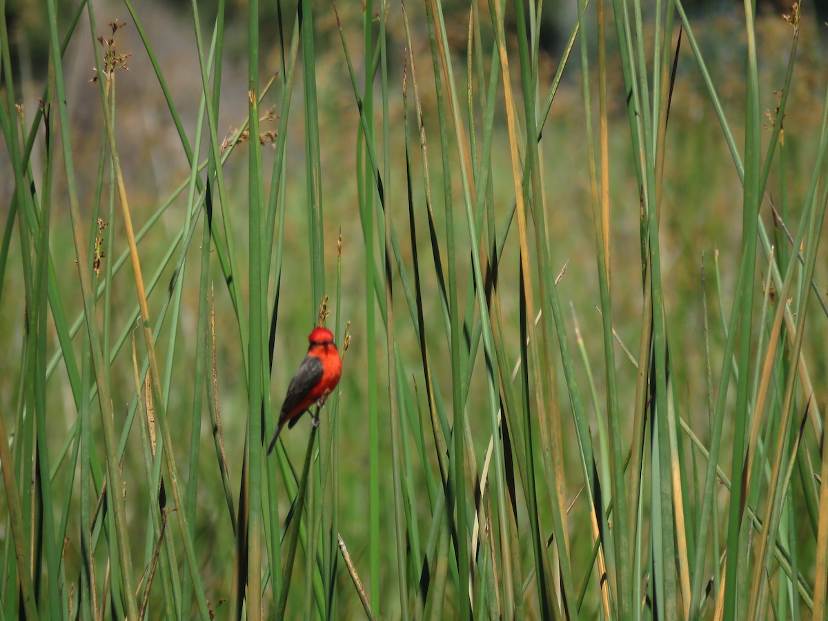 Vermilion Flycatcher - ML61024881