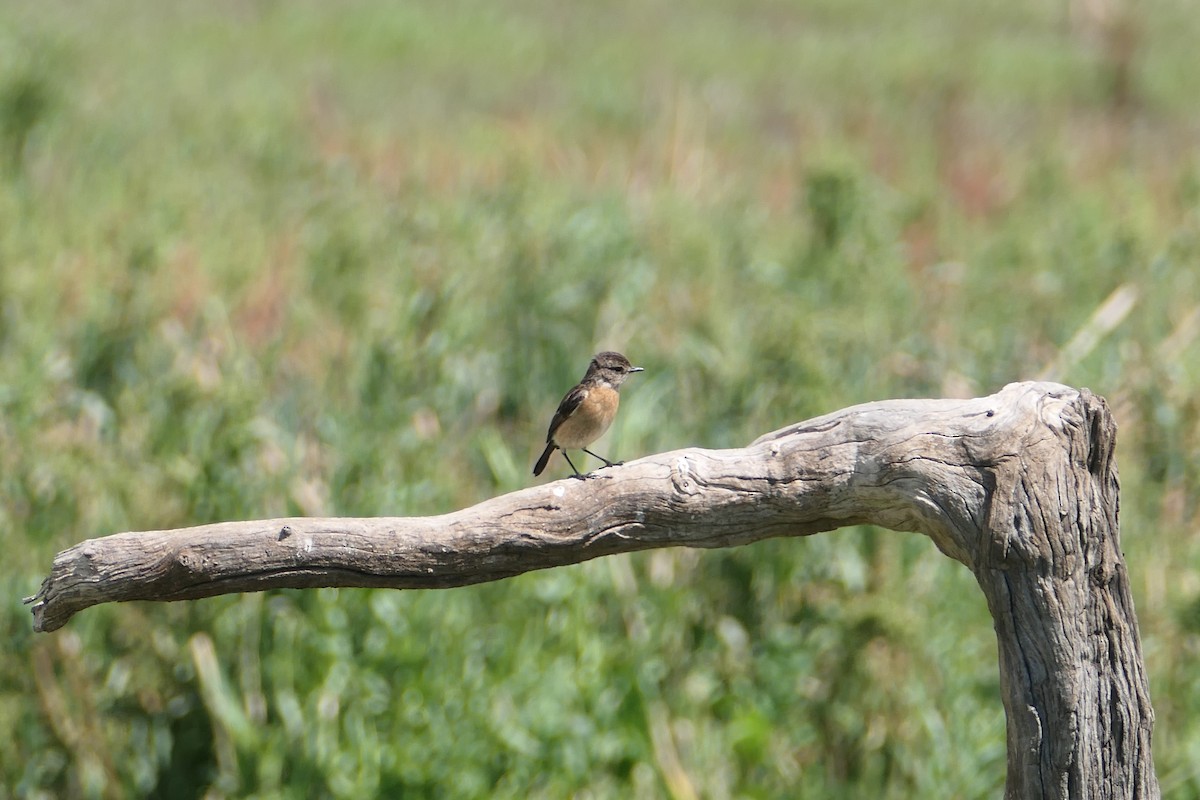 African Stonechat - ML610248824