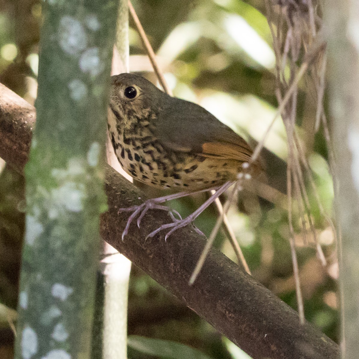 Speckle-breasted Antpitta - ML610248897