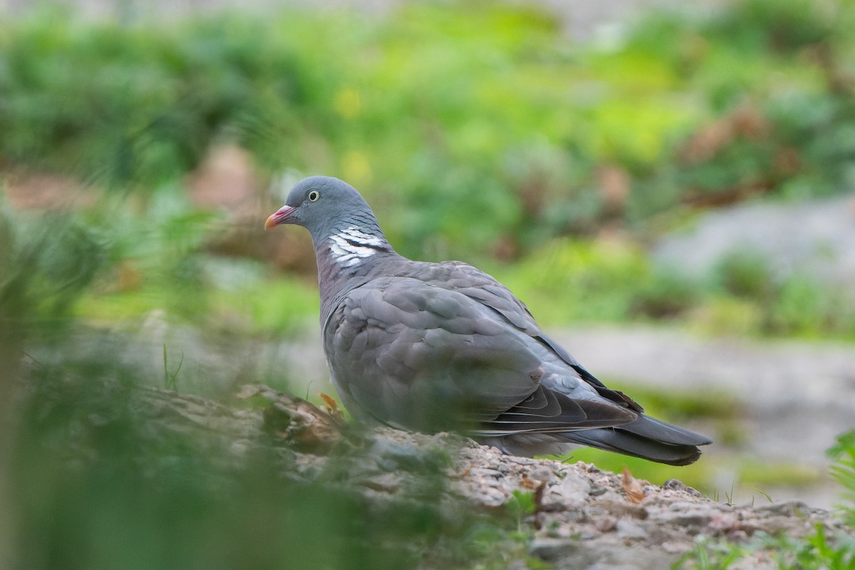 Common Wood-Pigeon - ML610248938