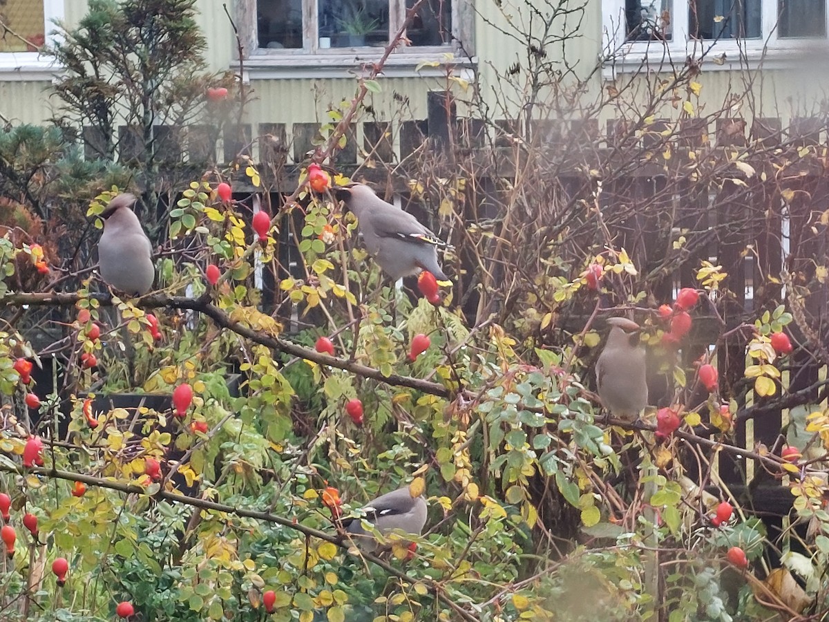 Bohemian Waxwing - ML610248960