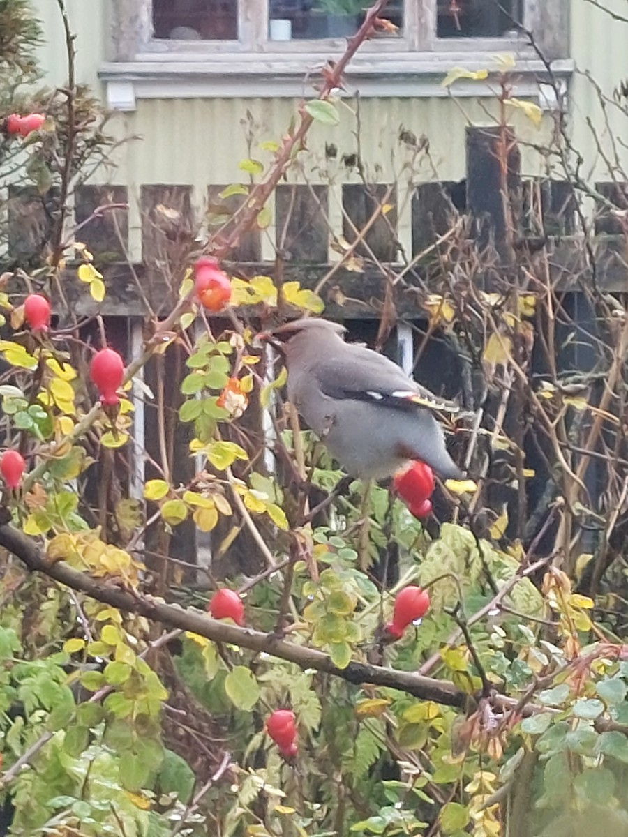 Bohemian Waxwing - ML610248968