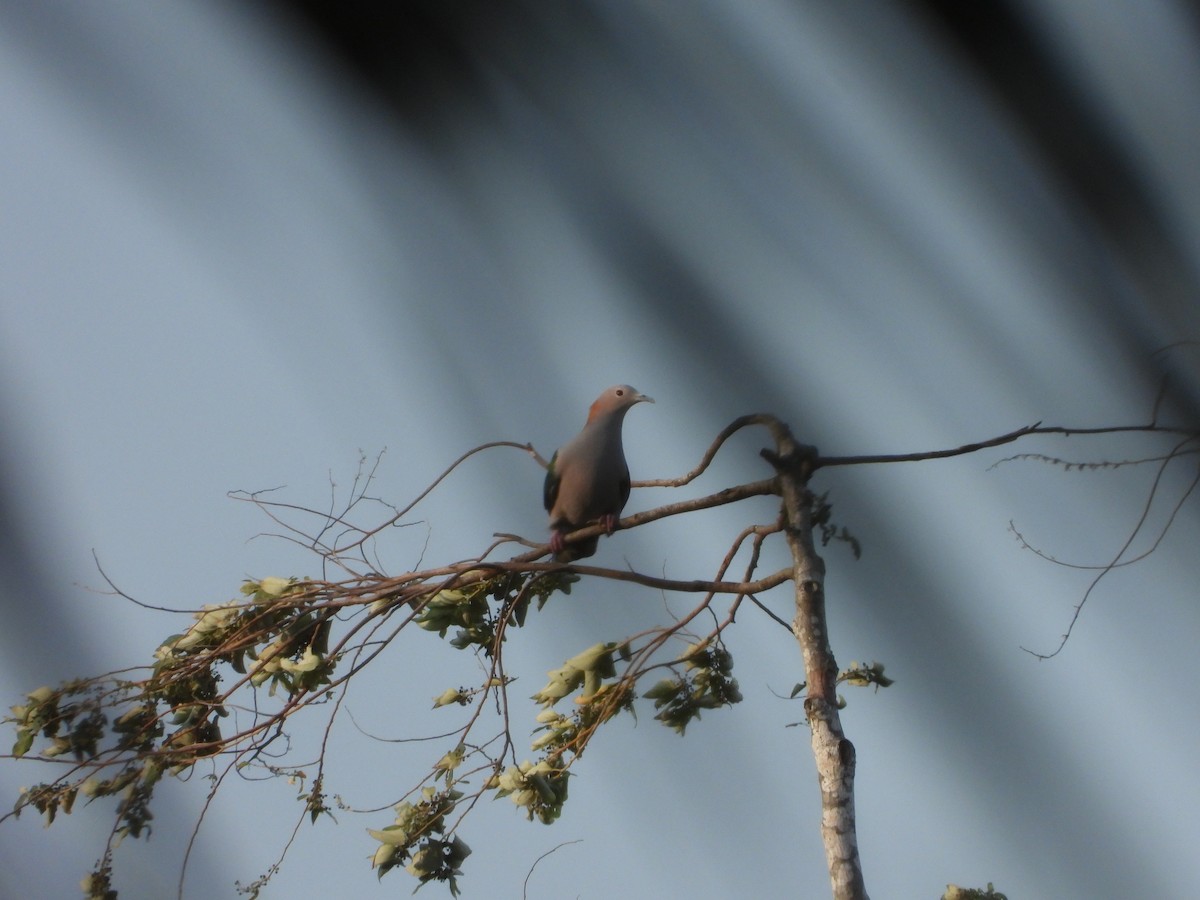 Green Imperial-Pigeon (Rufous-naped) - ML610249097