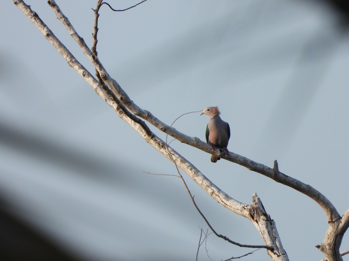 Green Imperial-Pigeon (Rufous-naped) - ML610249098