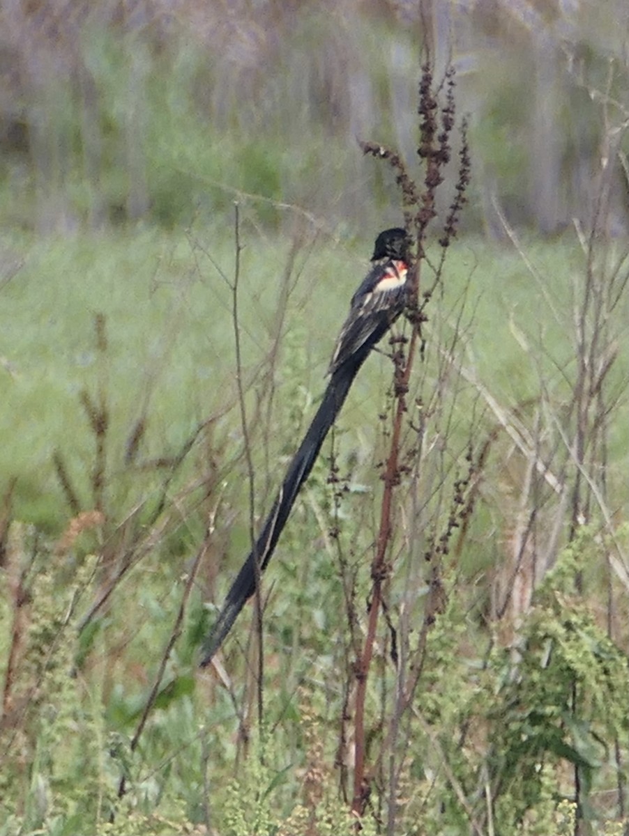 Fan-tailed Widowbird - ML610249153