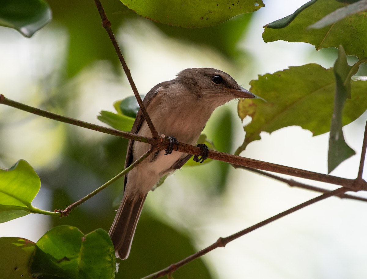 Arafura Shrikethrush - ML610249210