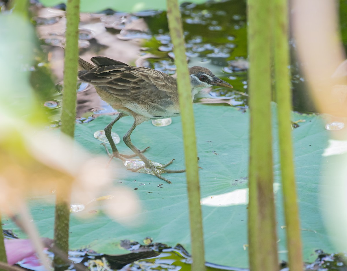 White-browed Crake - ML610249253