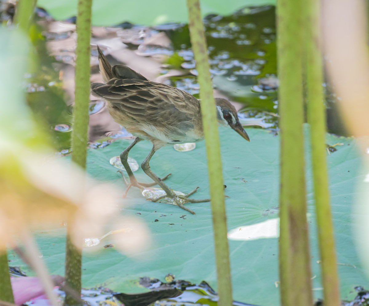 White-browed Crake - ML610249254