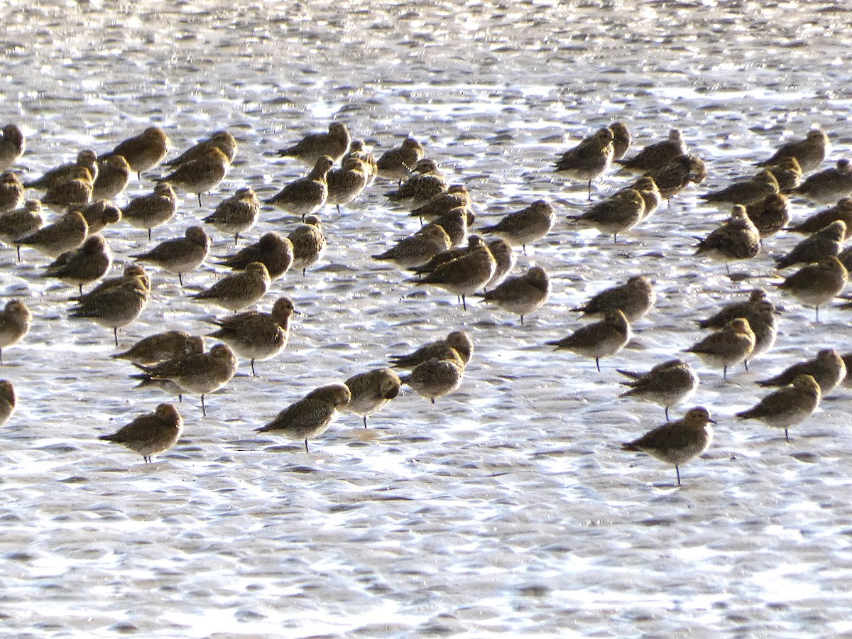 European Golden-Plover - ML610249279