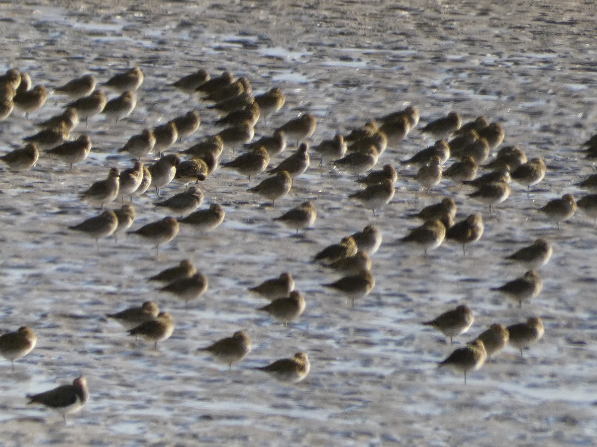 European Golden-Plover - ML610249282