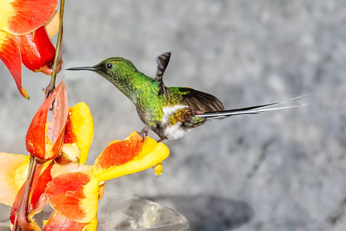 kolibřík trnoocasý - ML610249339