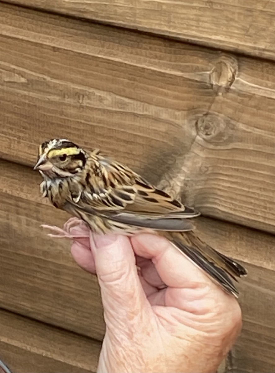 Yellow-browed Bunting - ML610249366