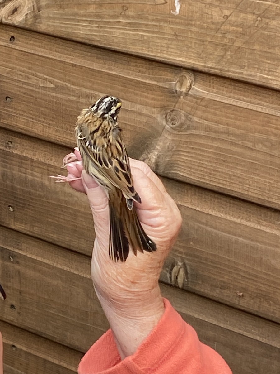 Yellow-browed Bunting - ML610249368