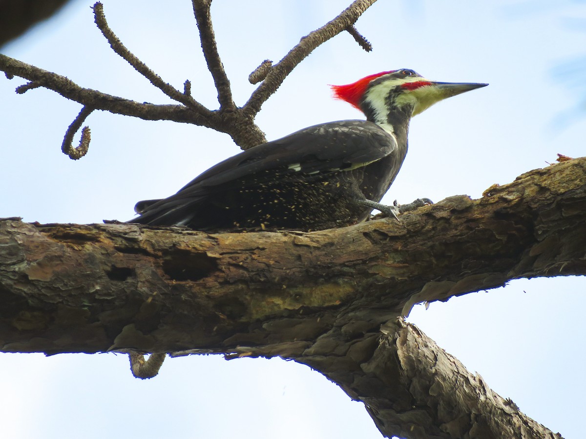 Pileated Woodpecker - ML610249410