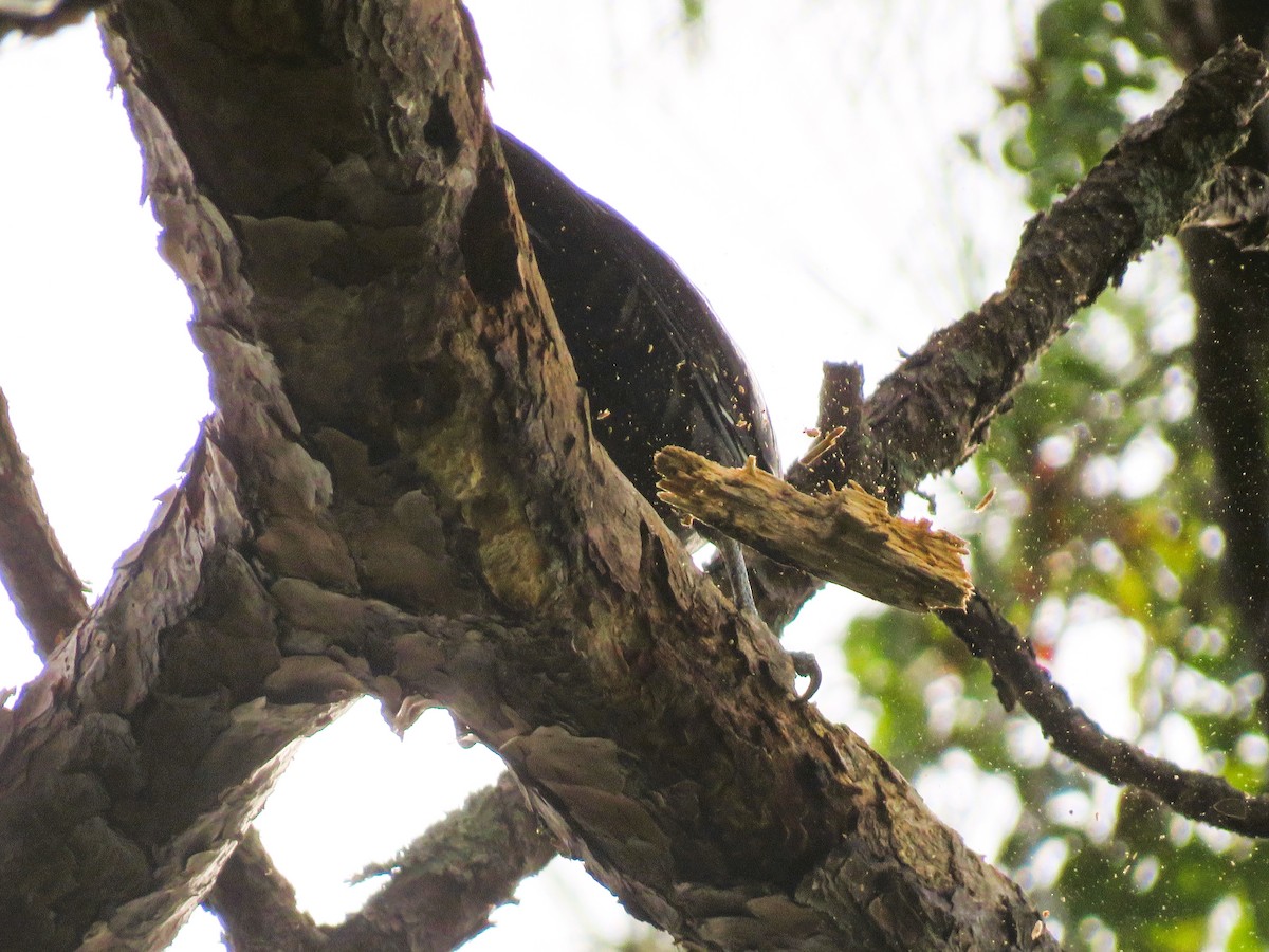 Pileated Woodpecker - ML610249412