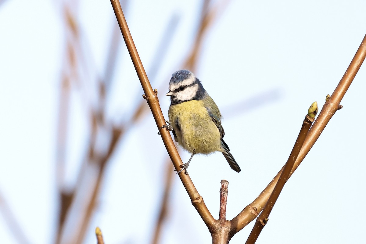Eurasian Blue Tit - ML610249418