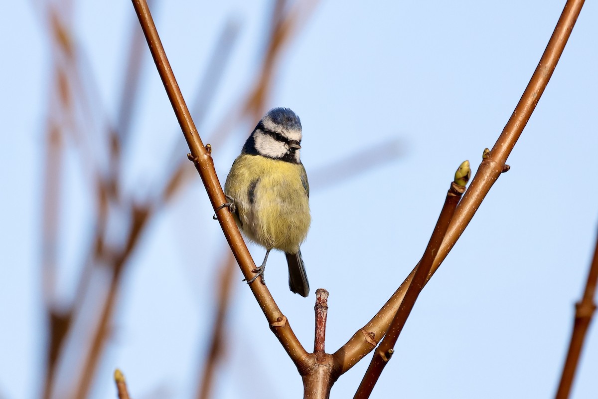 Eurasian Blue Tit - ML610249419