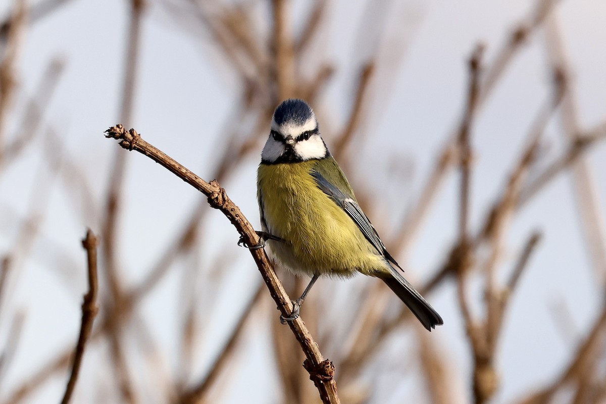 Eurasian Blue Tit - ML610249420