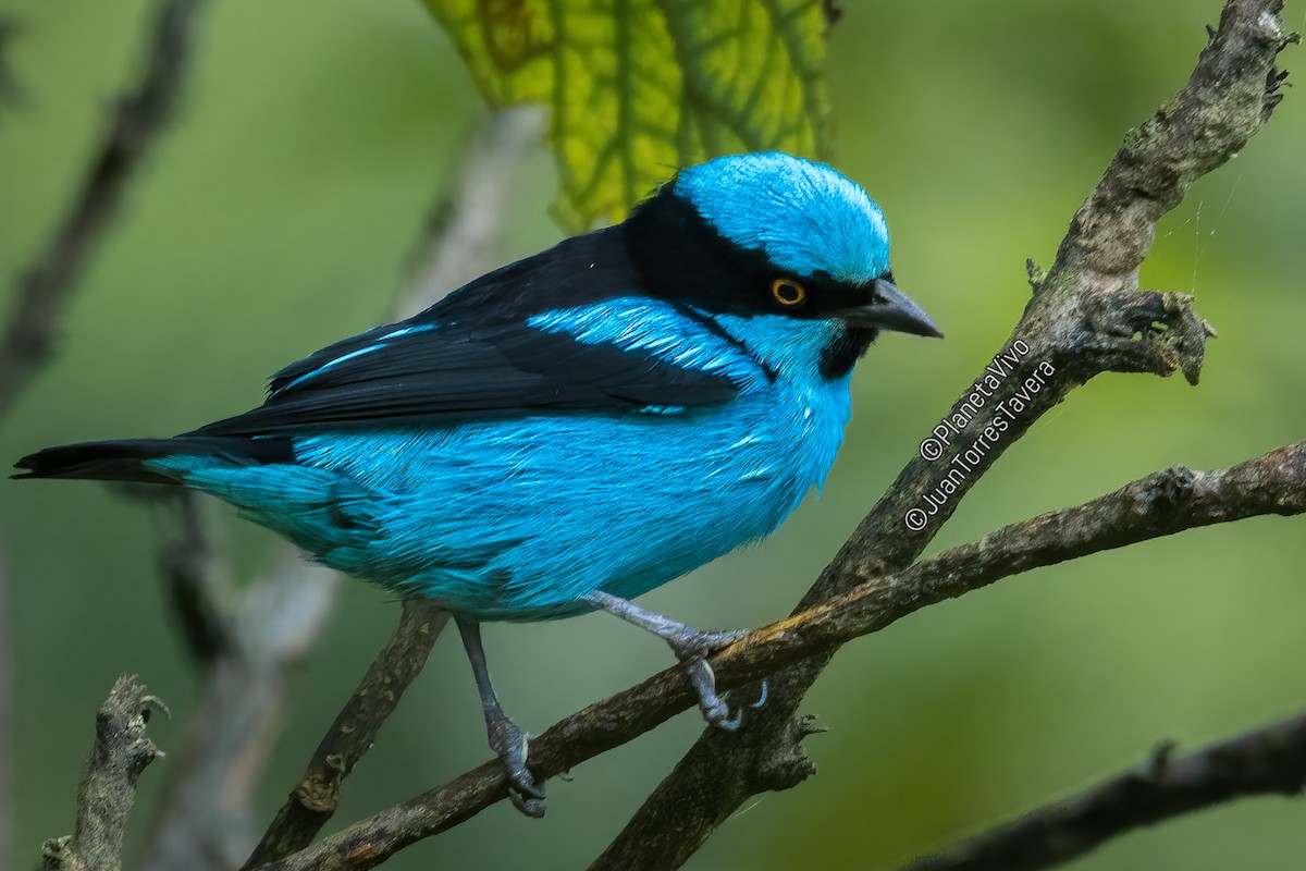 Turquoise Dacnis - Juan Torres Tavera