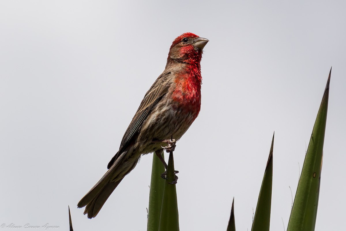 House Finch - ML610249566