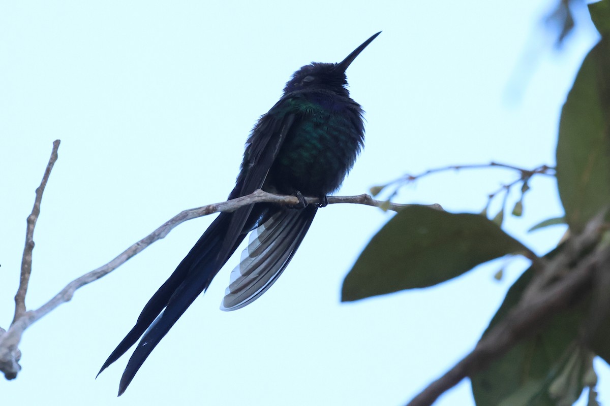 Swallow-tailed Hummingbird - ML610249629