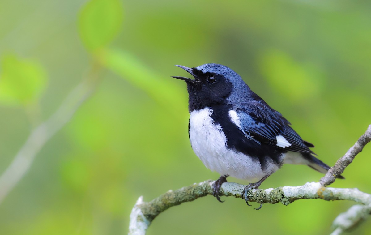 Black-throated Blue Warbler - Ryan Justice