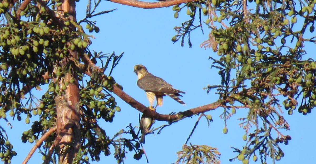 Merlin - ML610249763