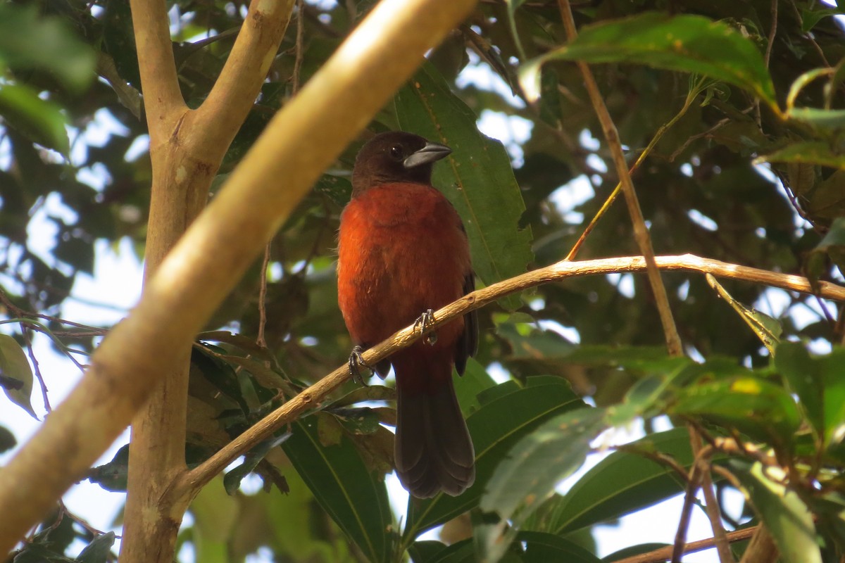 Silver-beaked Tanager - Tomaz Melo