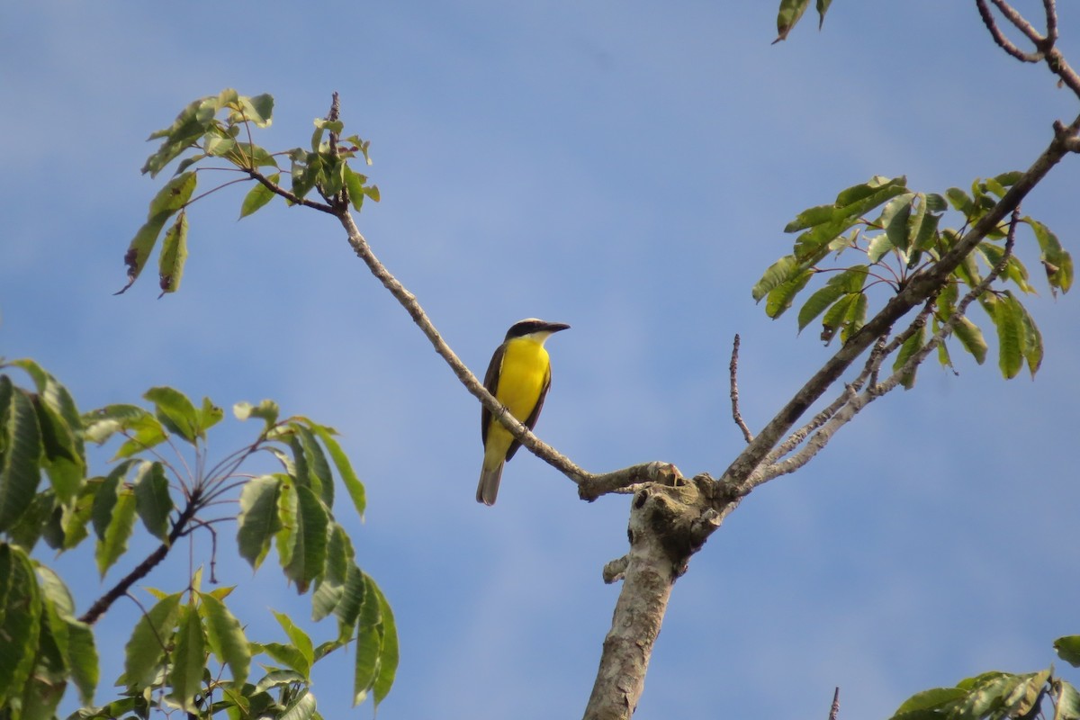 Boat-billed Flycatcher - Tomaz Melo