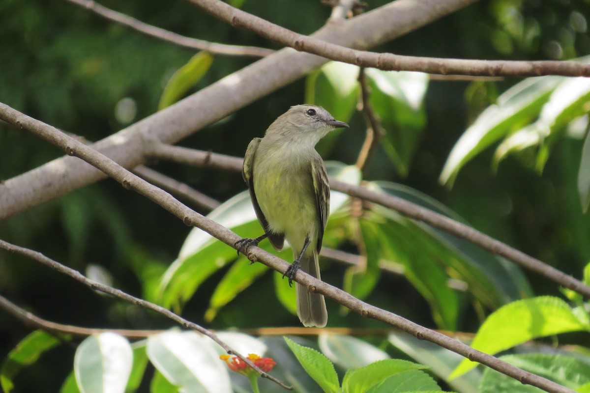 Southern Mouse-colored Tyrannulet - Tomaz Melo