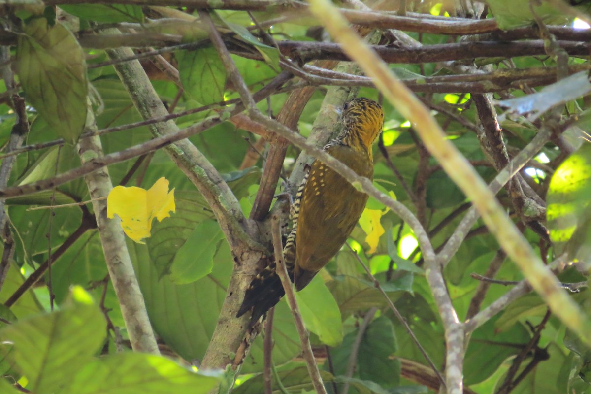 Golden-collared Woodpecker - Tomaz Melo