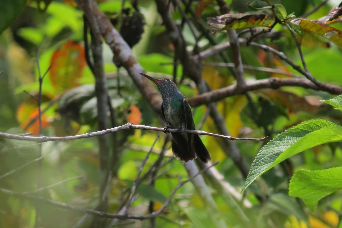 Glittering-throated Emerald - ML610249925