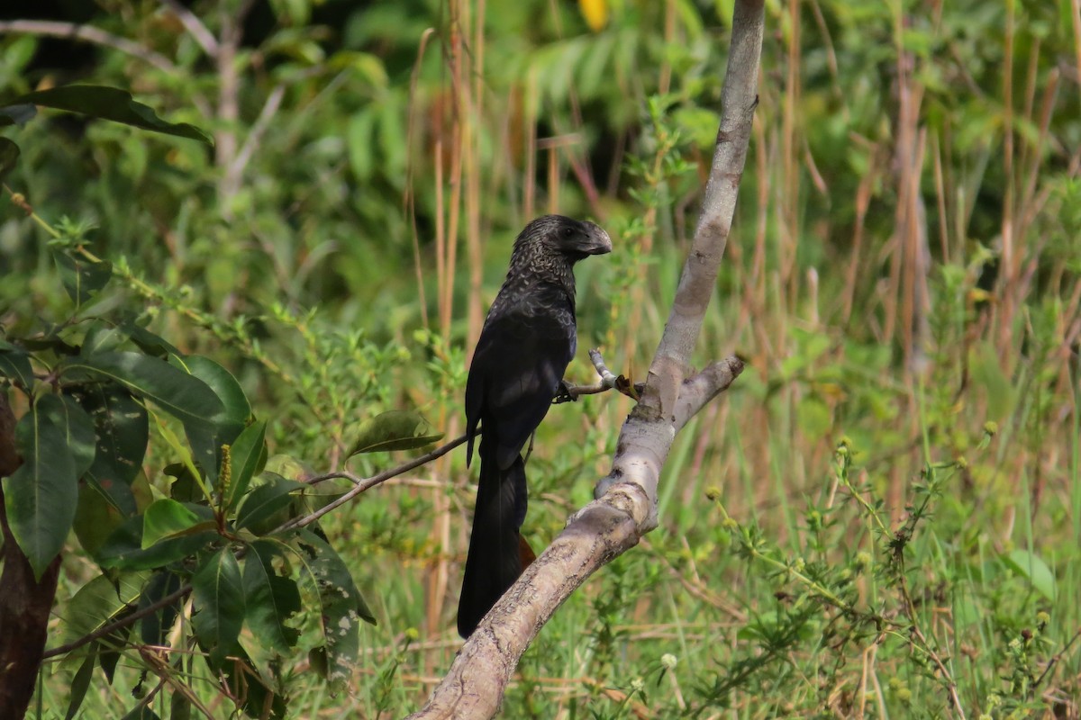 Smooth-billed Ani - Tomaz Melo