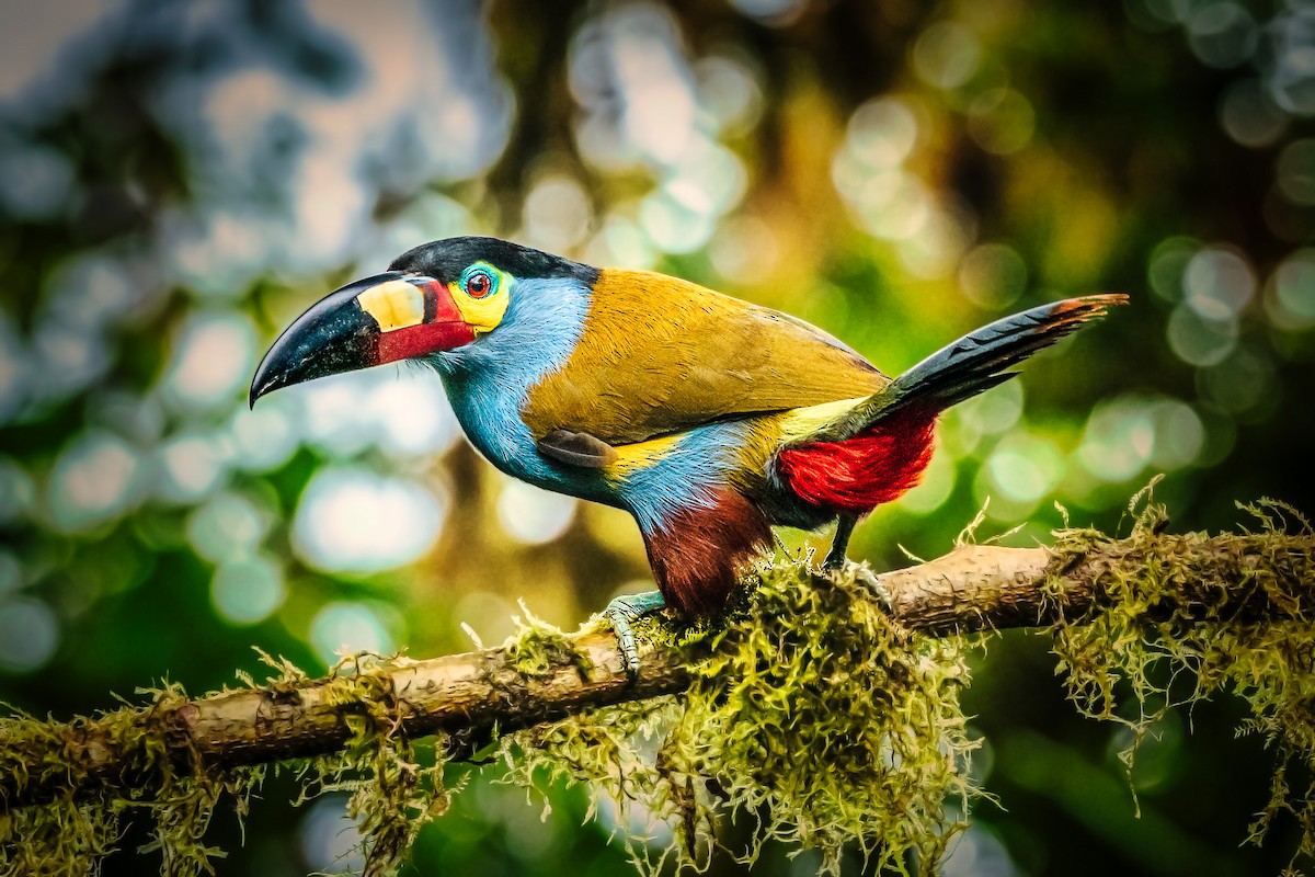 Plate-billed Mountain-Toucan - ML610249991