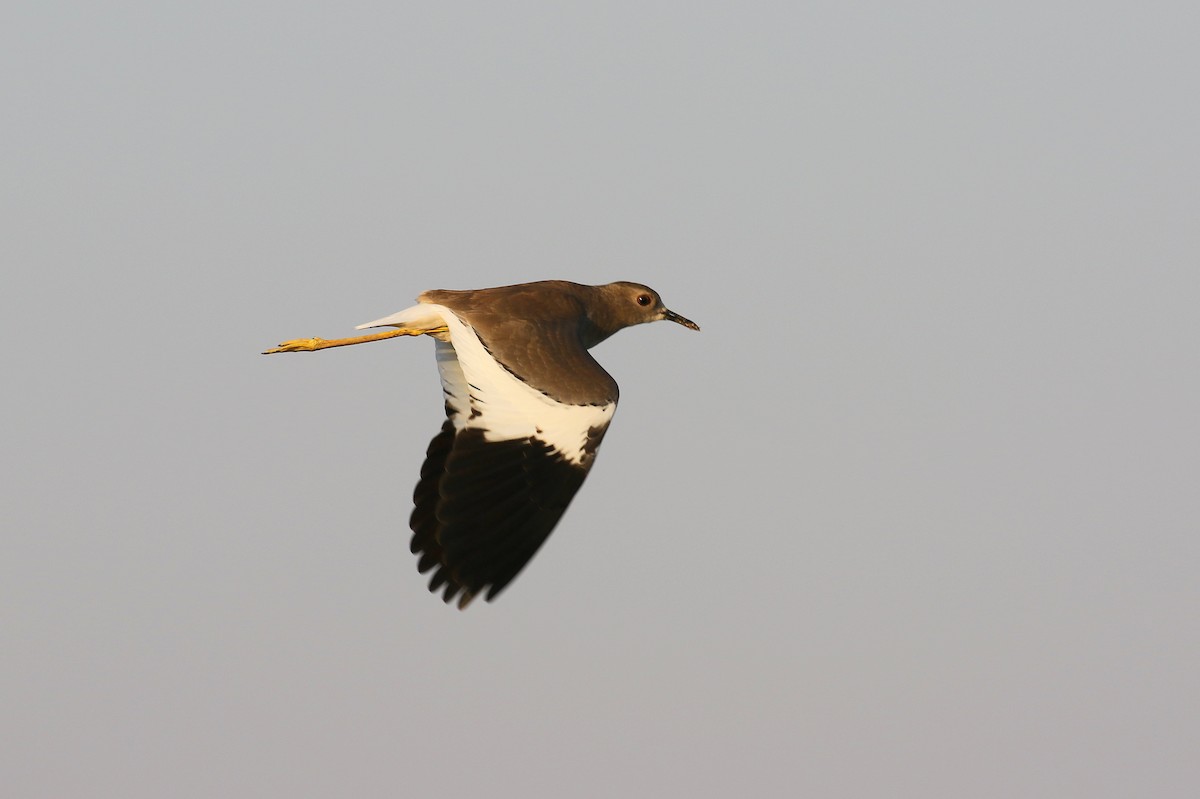 White-tailed Lapwing - ML610250050