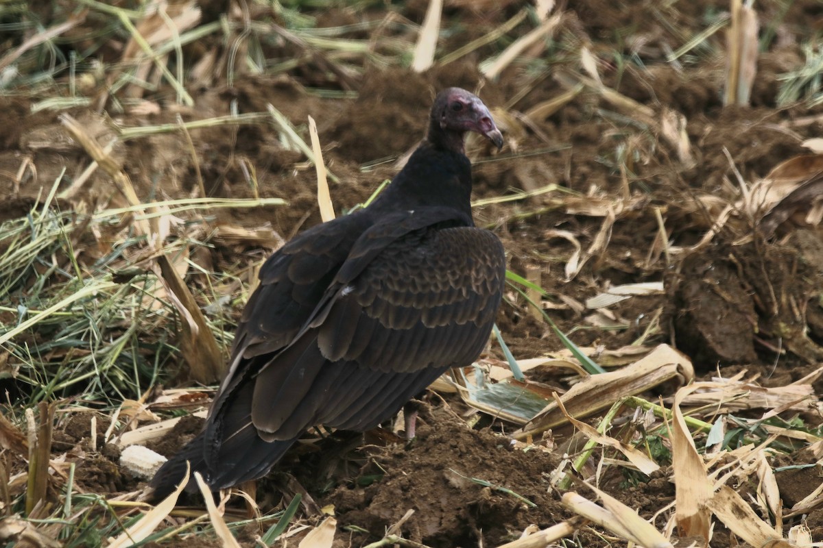 Turkey Vulture - ML610250117