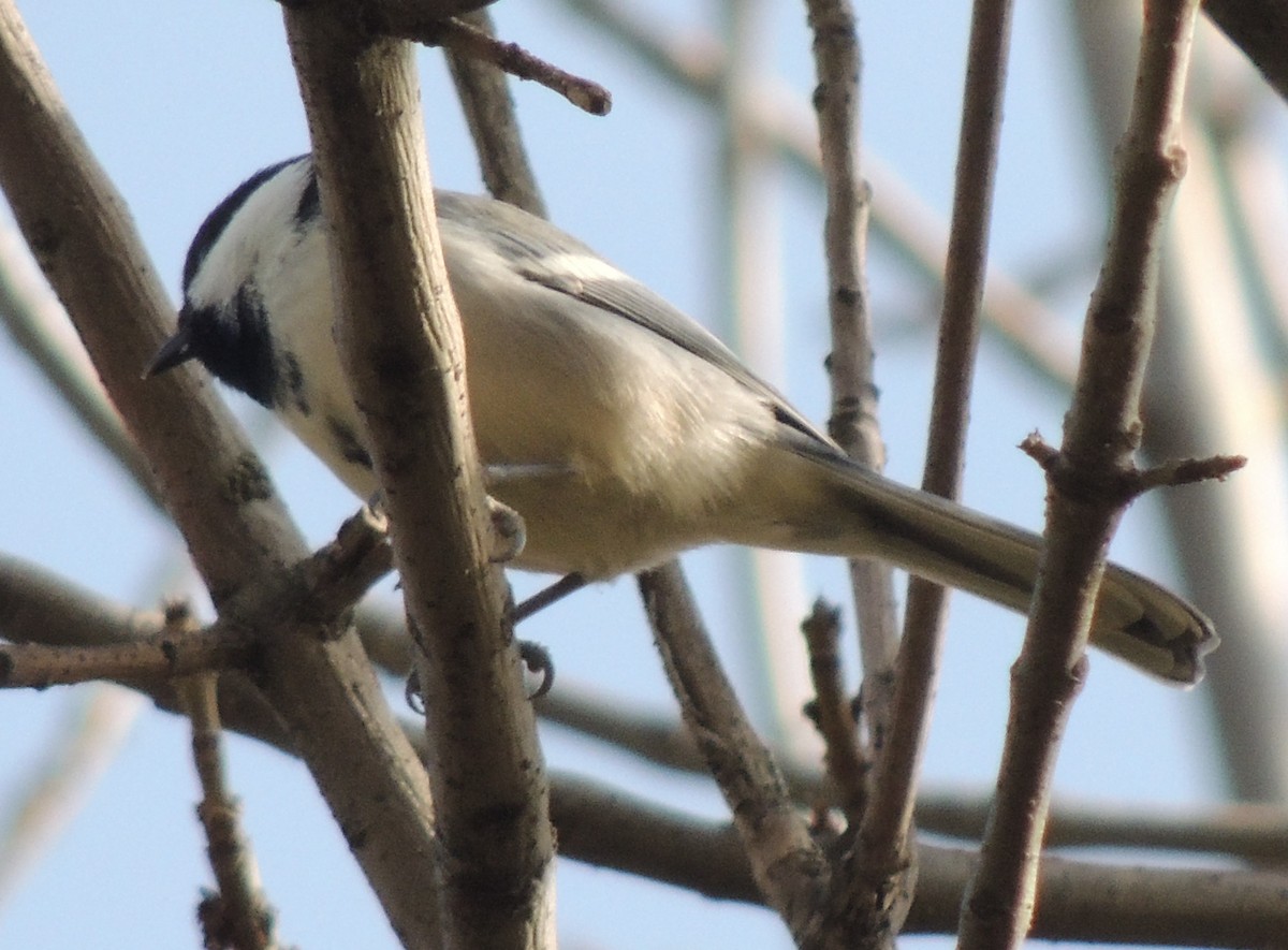 Great Tit (Turkestan) - ML610250266