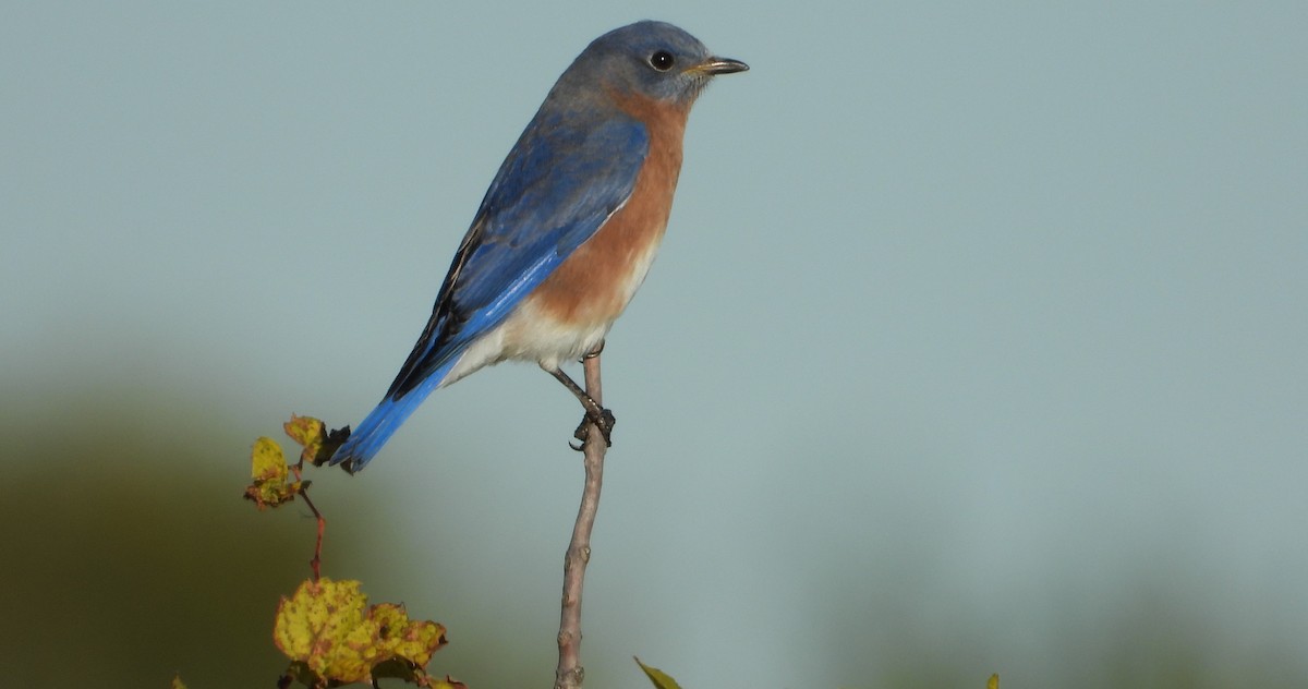 Eastern Bluebird - Brent Daggett