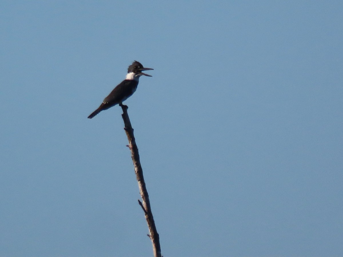 Belted Kingfisher - Jennifer  ONeil