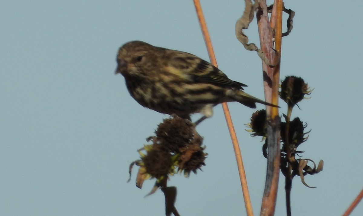 Pine Siskin - ML610250331